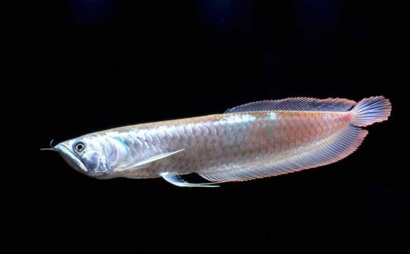 Аравана Osteoglossum bicirrhosum
