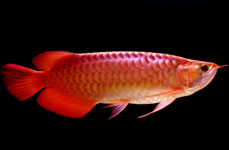 Аравана Osteoglossum bicirrhosum