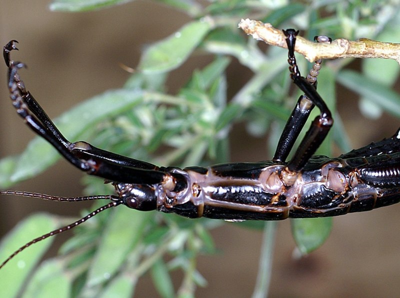 Achrioptera fallax самка