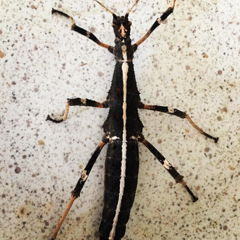 Baculum extradentatum - аннамский палочник
