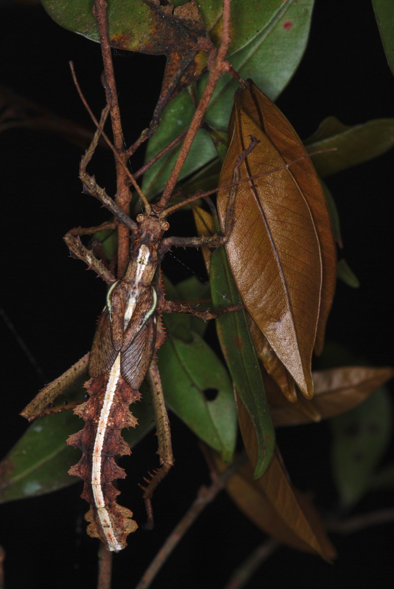Creoxylus spinosus