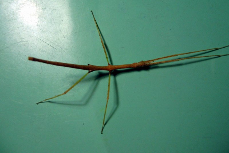 Hermagoras foliopeda палочник