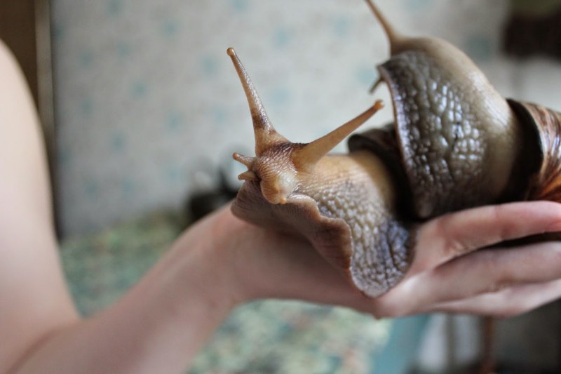 Achatina reticulata Light head