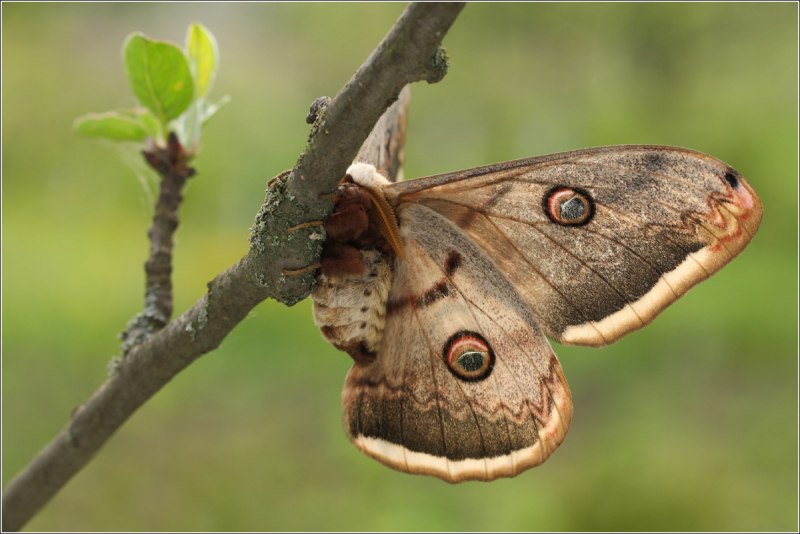 Павлиноглазка Грушевая (Saturnia pyri) гусеница