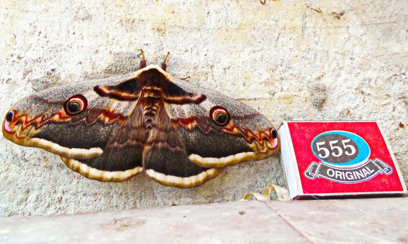Saturnia pyri