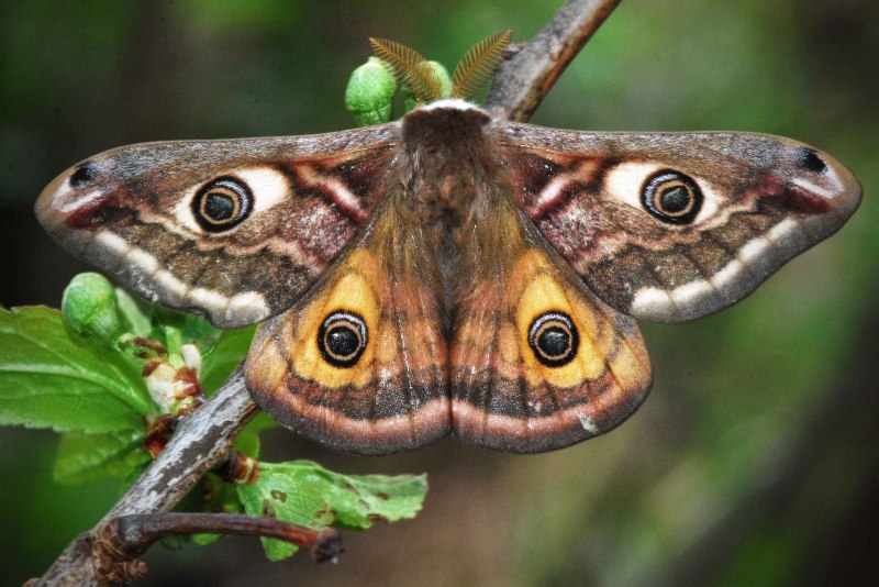 Бабочка Saturnia Pavonia