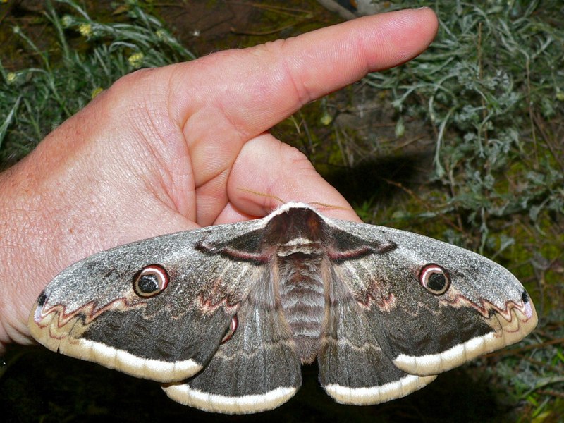 Павлиноглазка малая Saturnia Pavonia