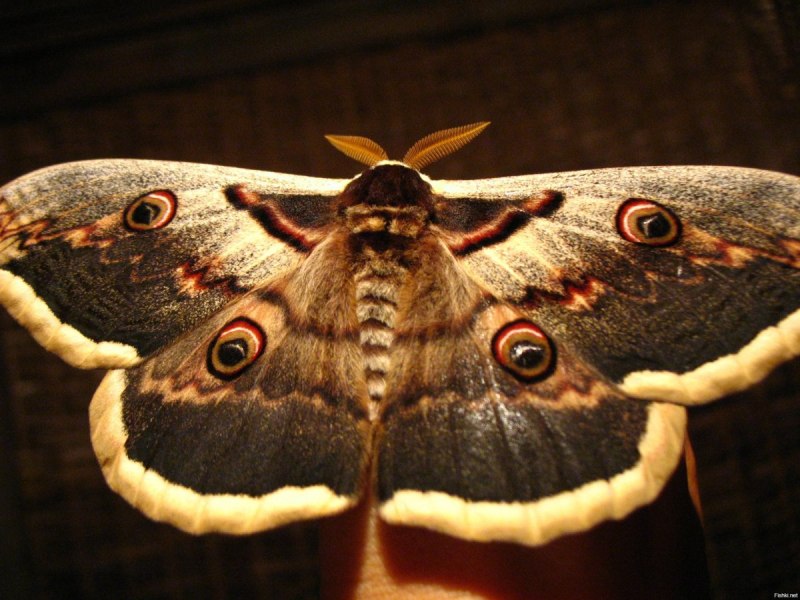 Бабочка Saturnia Pavonia