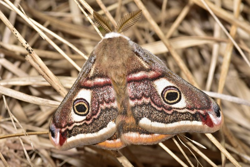 Saturnia Pavonia