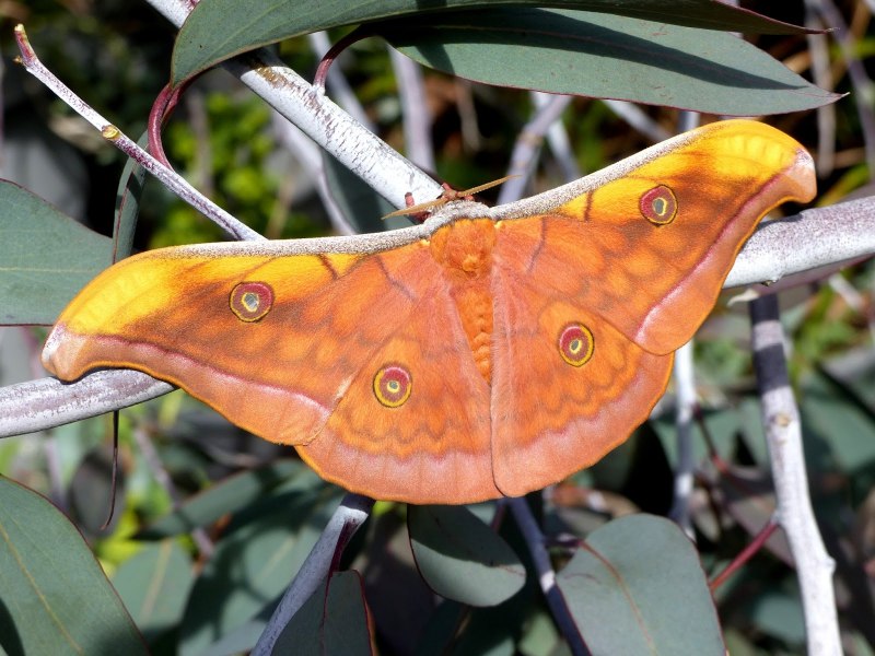 Павлиноглазка Грушевая Saturnia pyri