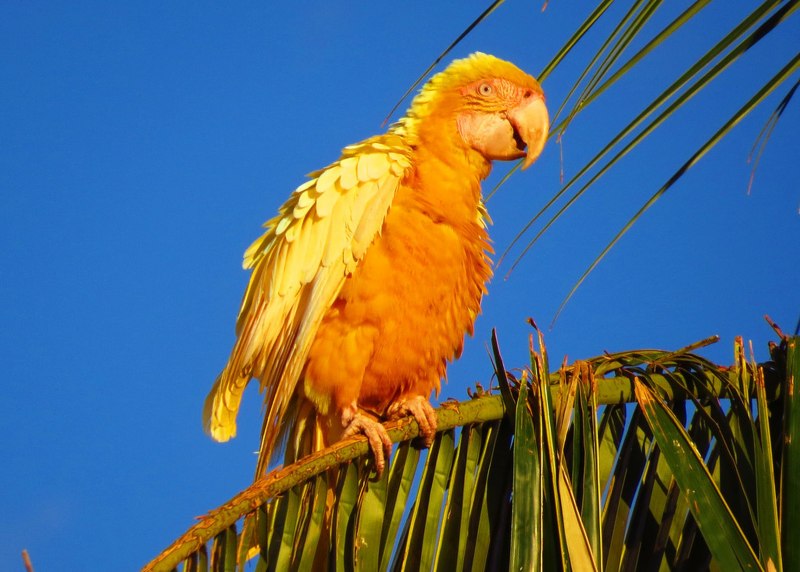 Попугай ара желтый (59 фото)