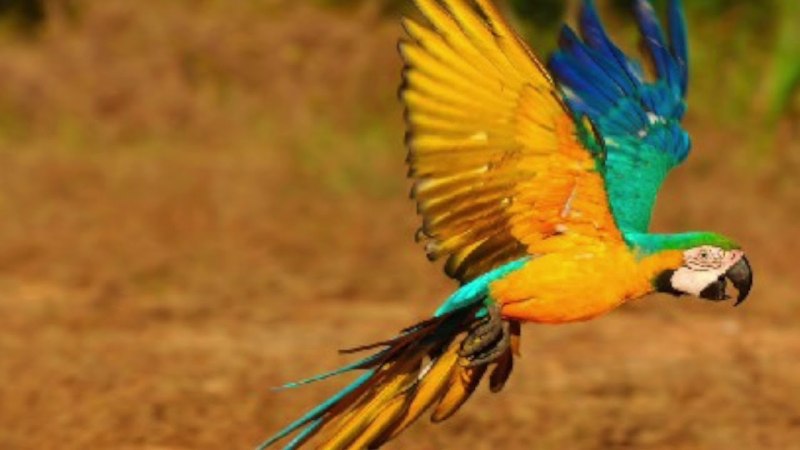 Blue Macaw попугай