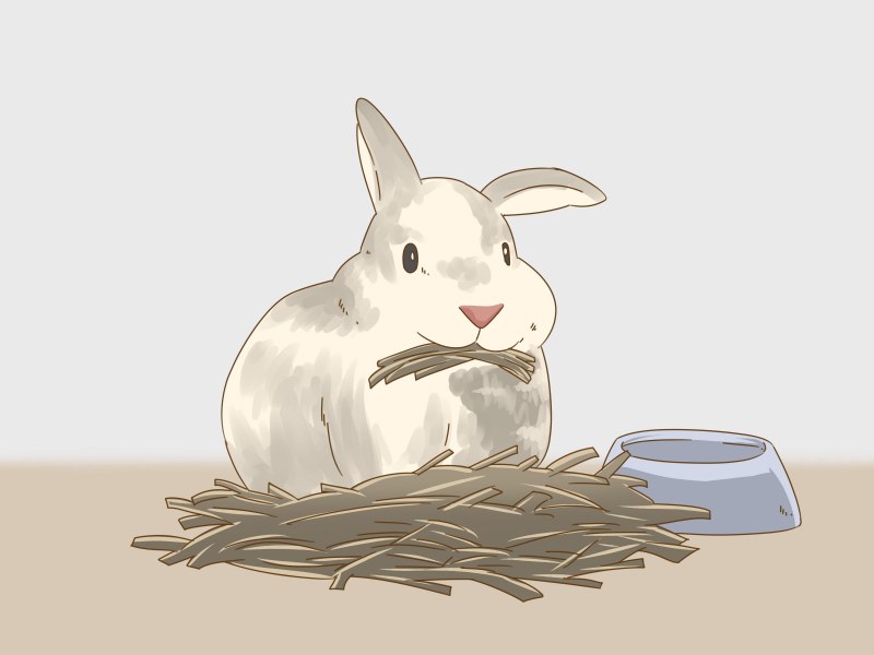 Беременный кролик