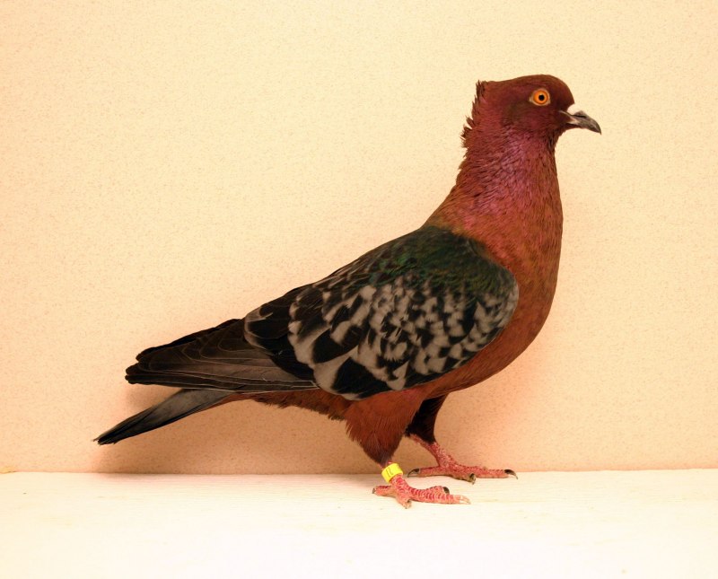 Archangel Pigeon