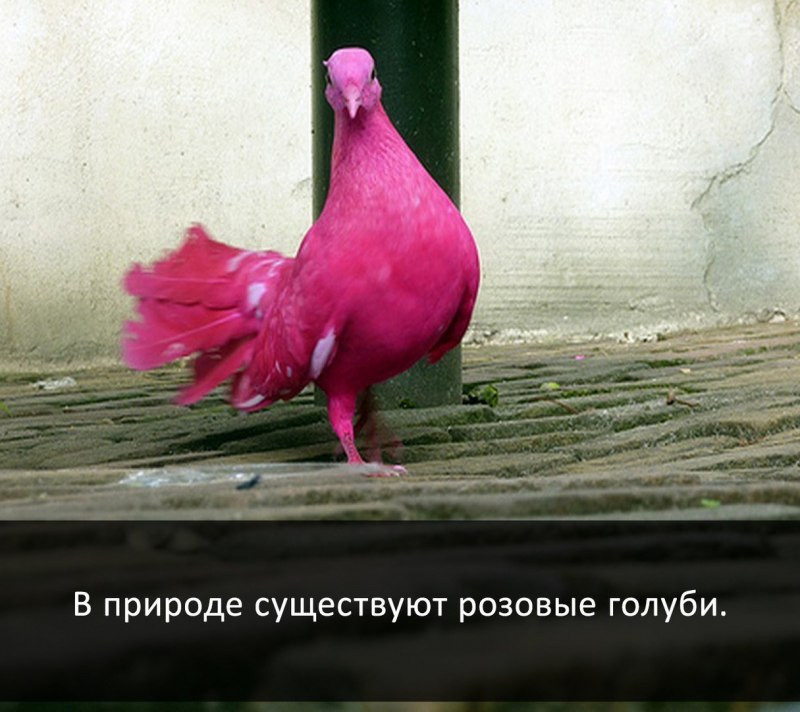 Брненский дутыш