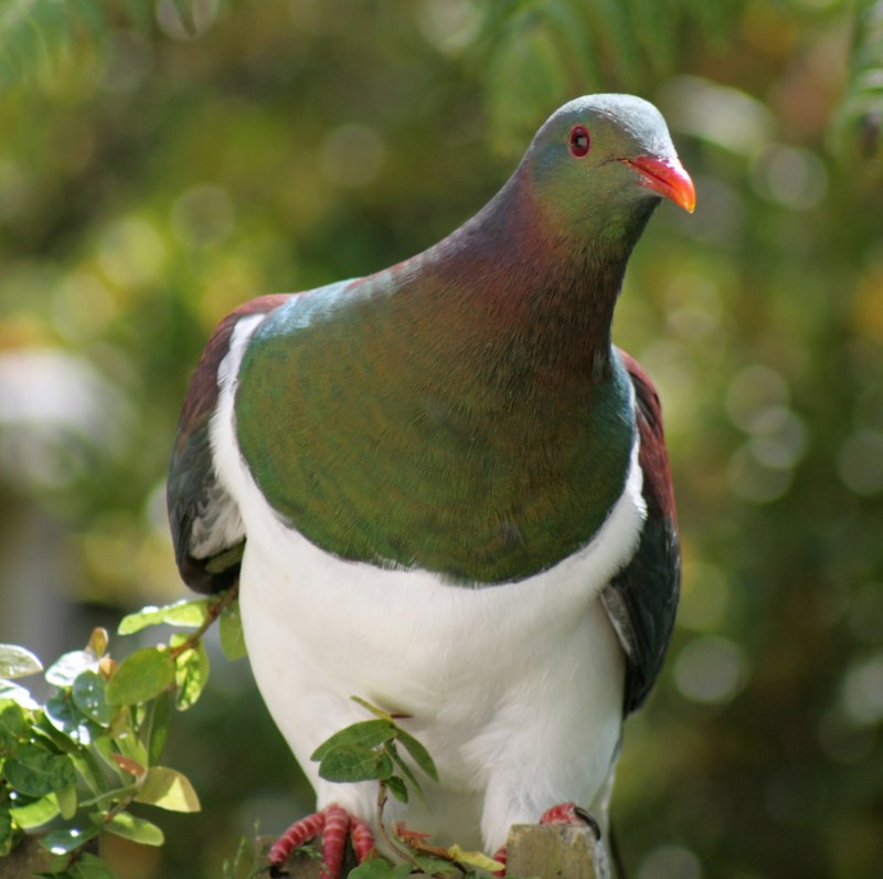 Columba iriditorques