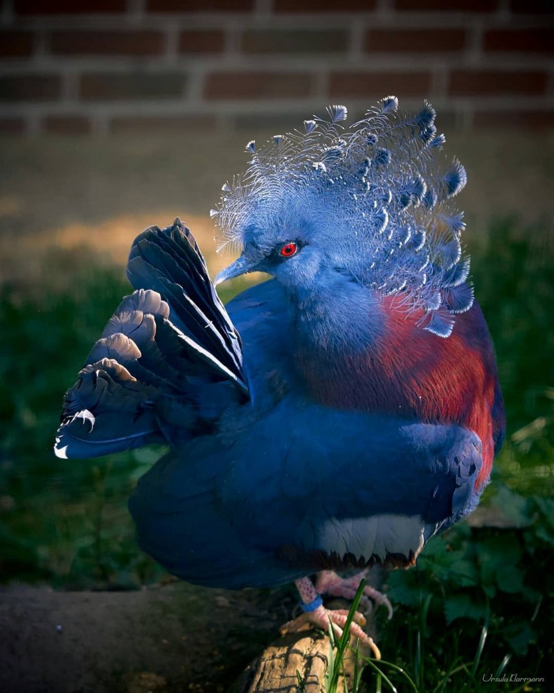 Ptilinopus coronulatus