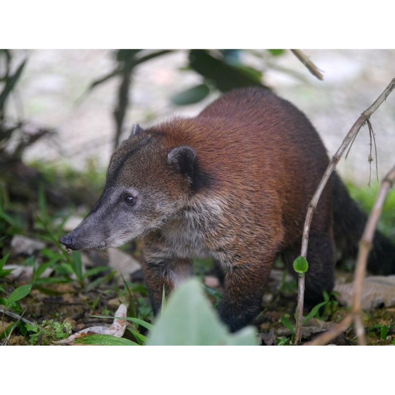 Nasuella olivacea