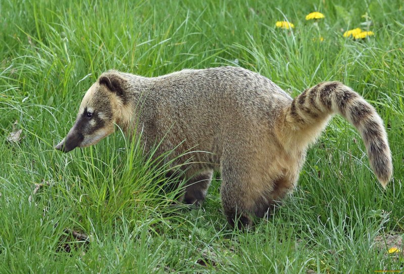 Самец коати