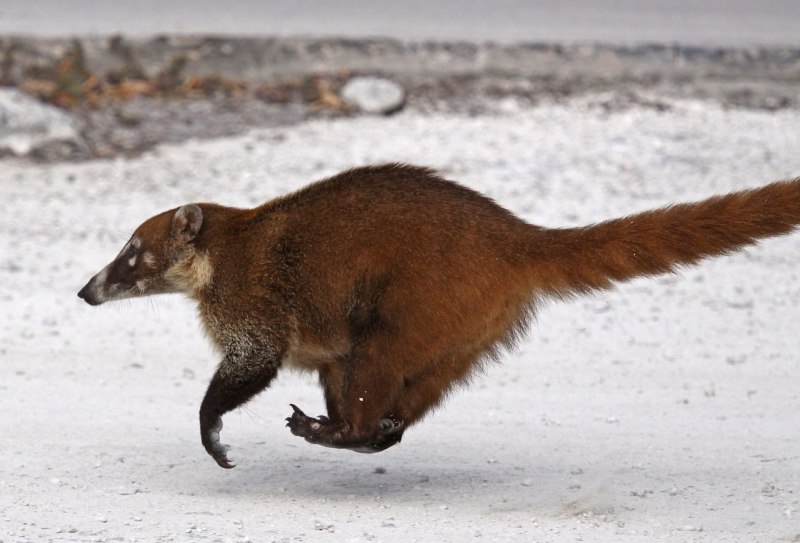 Носуха коати
