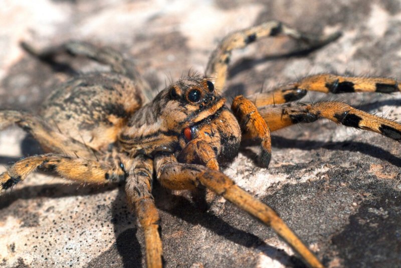 Паукообразные Тарантул Lycosa sabulosa