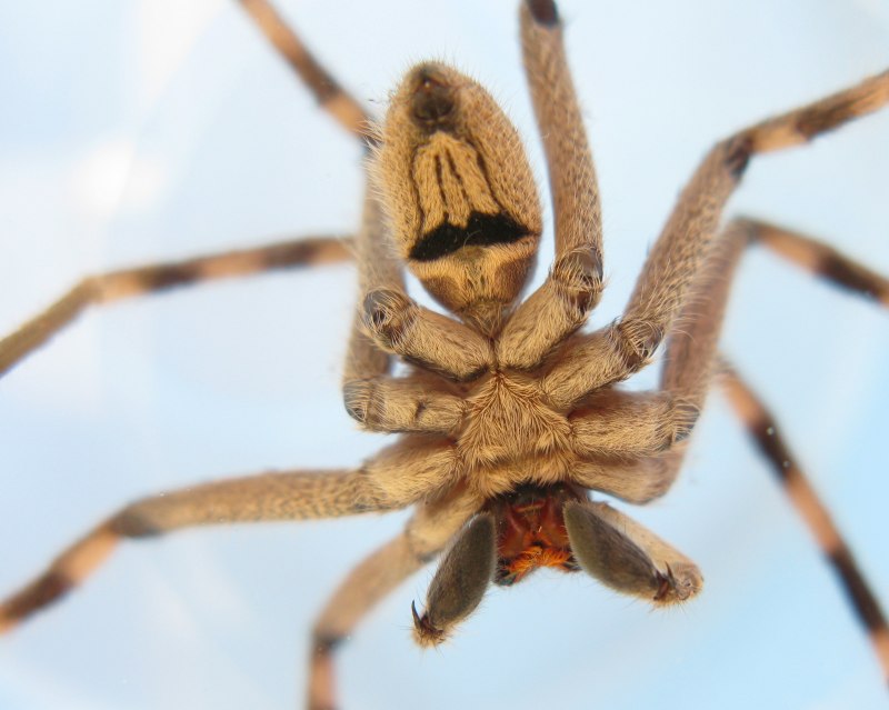 Sparassidae паук