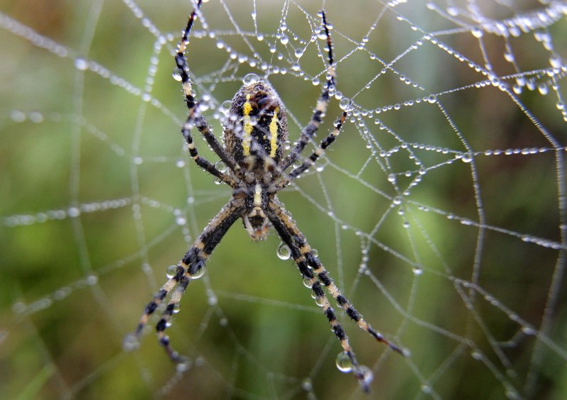 Паук Maratus speciosus