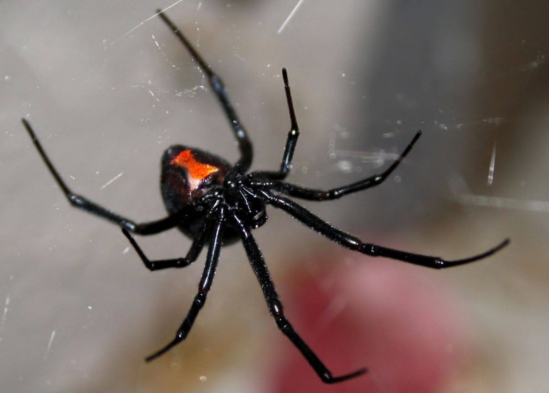 Araneus cavaticus