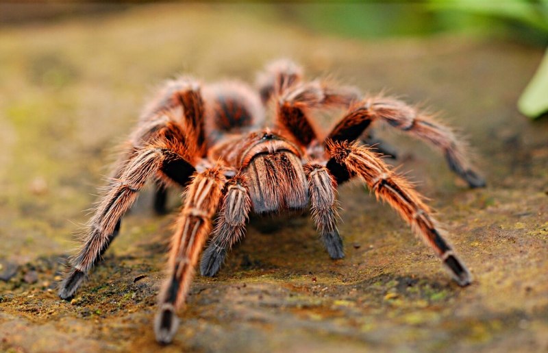 Araneus cavaticus