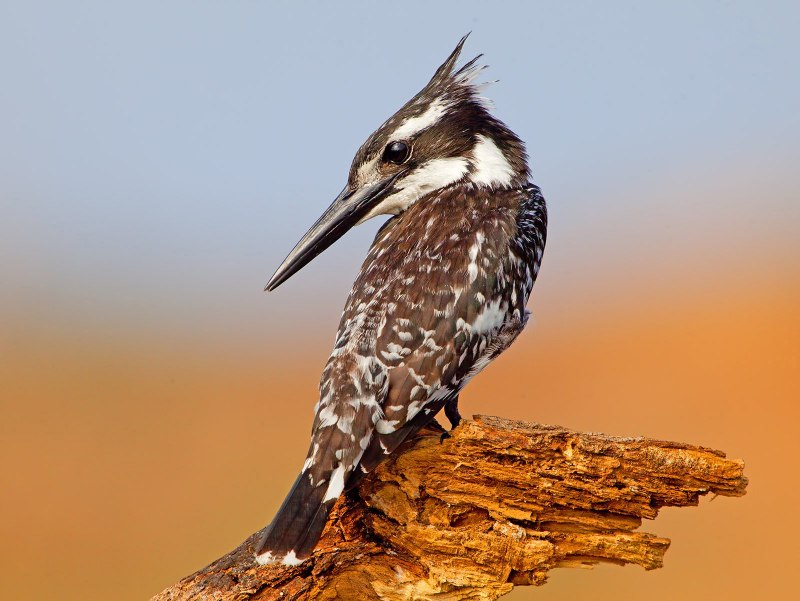 Ceryle Rudis