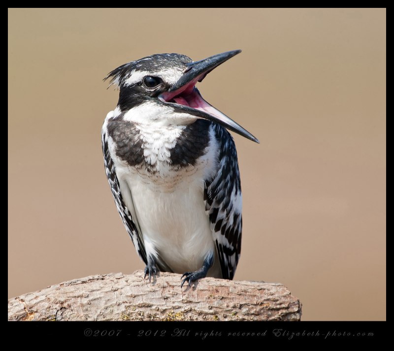 Pied Kingfisher птица