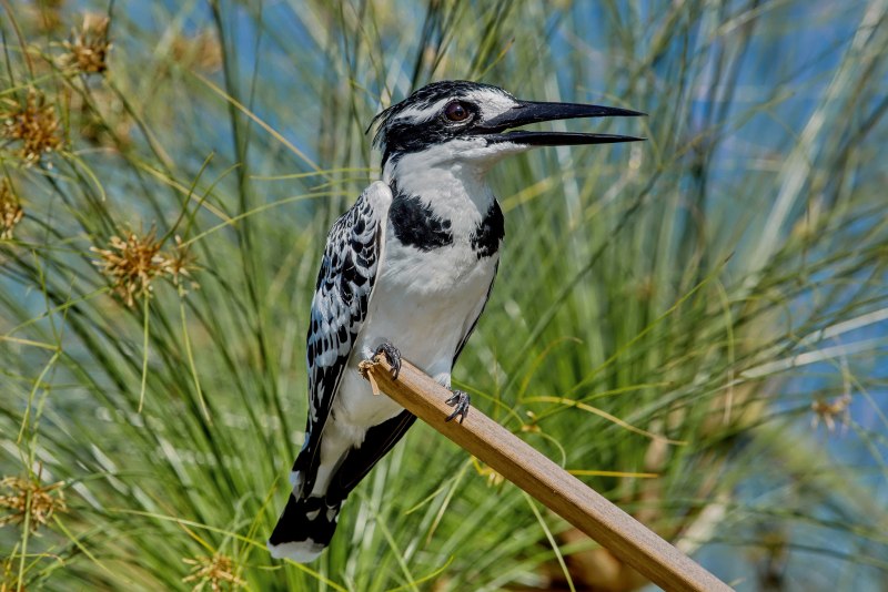 Megaceryle lugubris