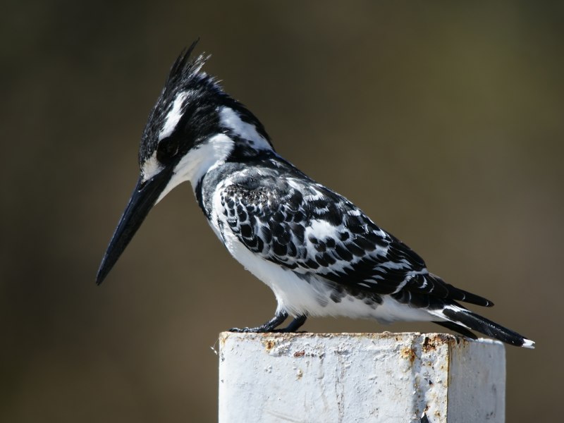 Belted Kingfisher птица