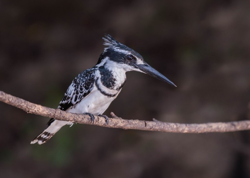 Belted Kingfisher птица