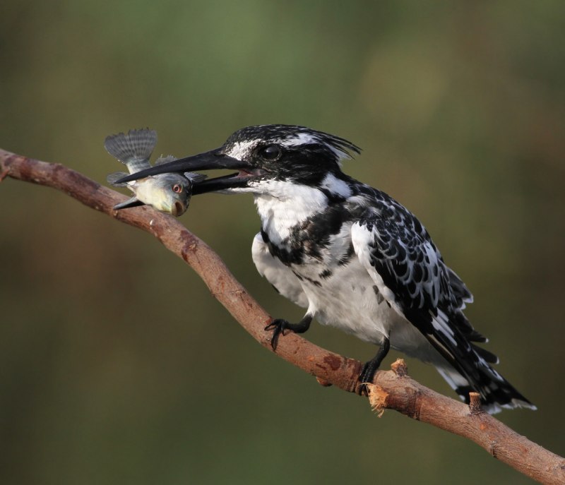 Большой Пегий Зимородок (Megaceryle lugubris)