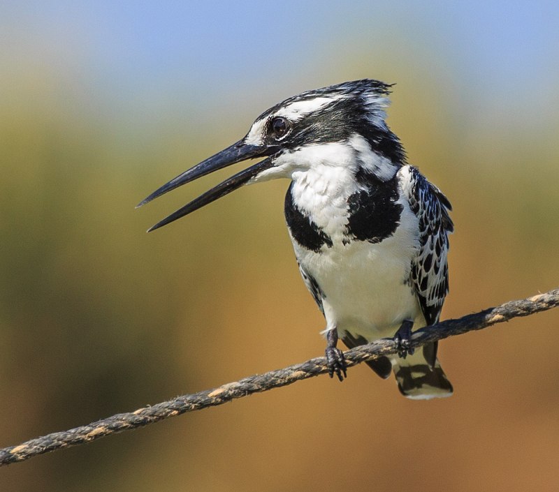 Megaceryle lugubris