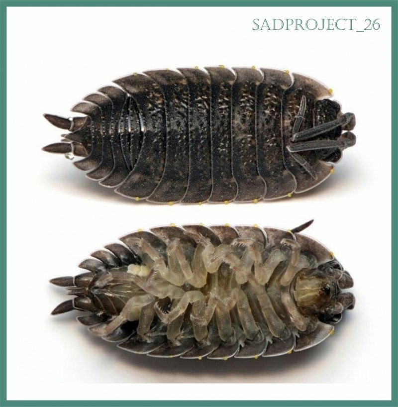 Мокрица шероховатая (Porcellio scaber)