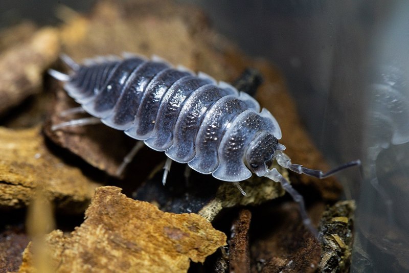 Мокрицы Armadillidium vulgare
