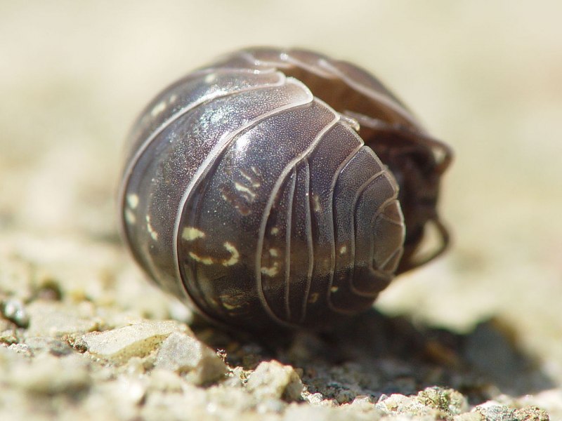 Мокрицы Armadillidium vulgare
