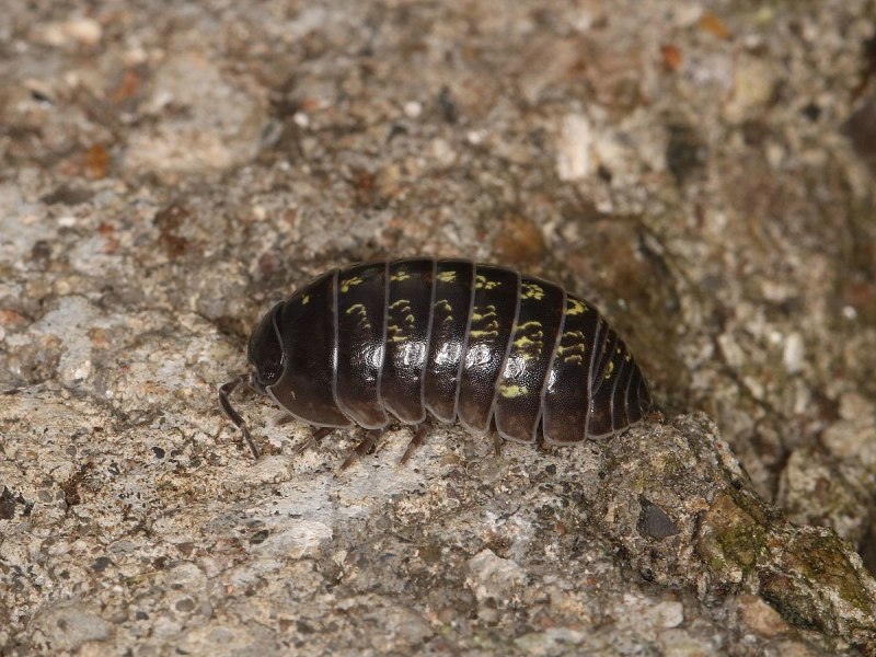 Мокрицы Armadillidium vulgare
