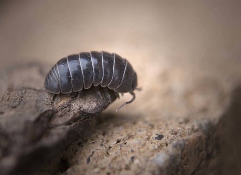 Roly Poly Жук