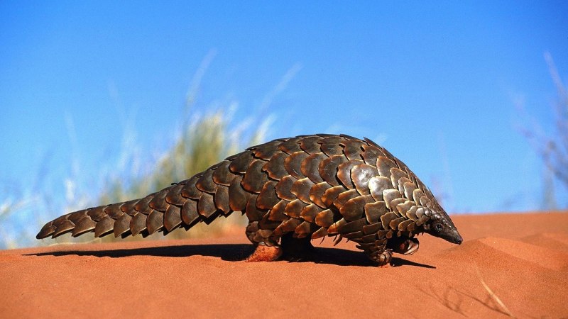 Armadillo Жук