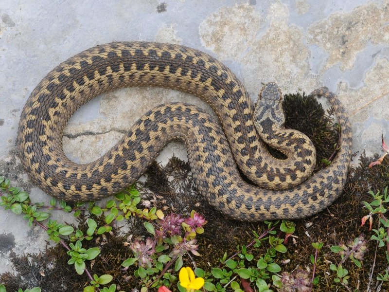 African Bush Viper Orange