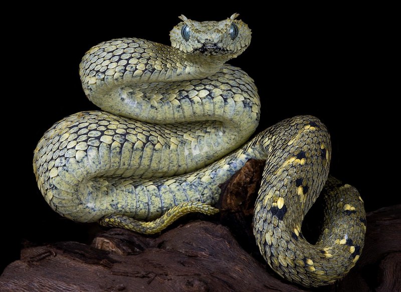 Гюрза Vipera lebetina