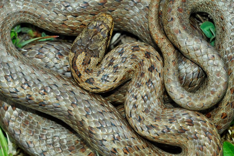 Кустарниковая гадюка (Atheris