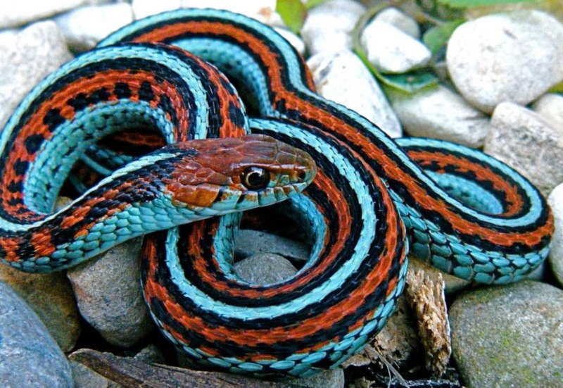 Trimeresurus Salazar змея