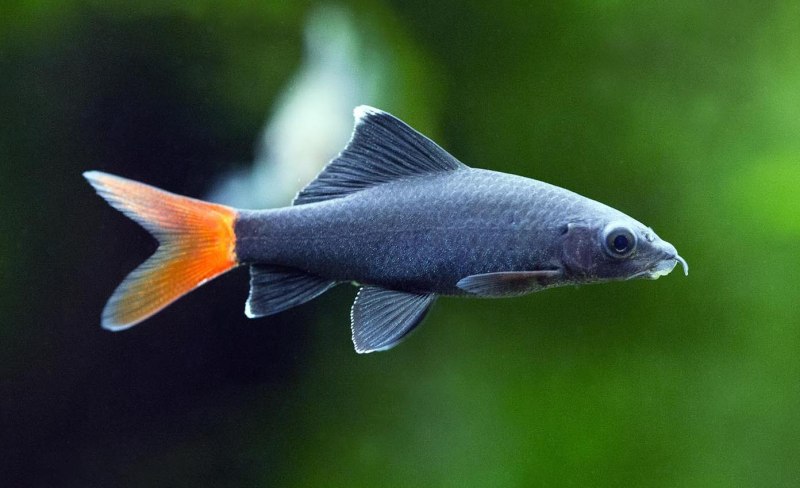 Аквариумная рыбка лабео Rainbow Fish
