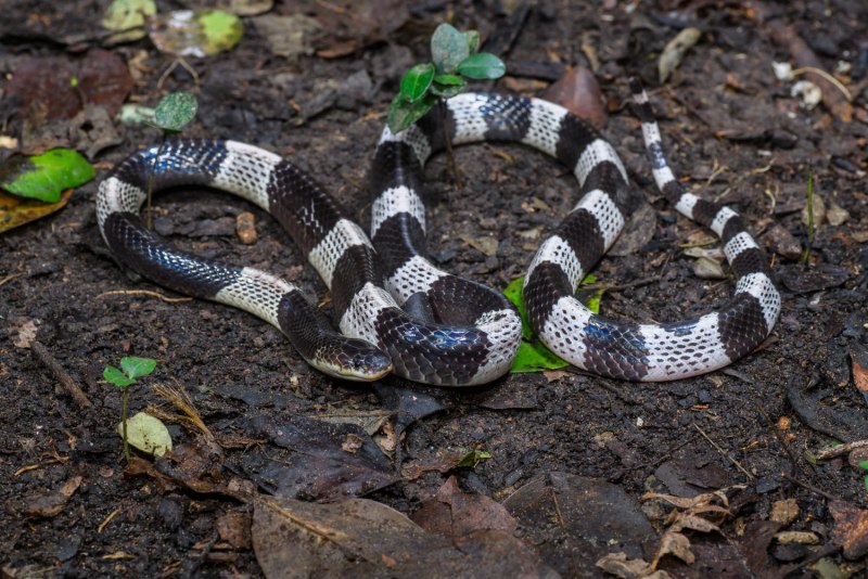 Masharazumovich Krait