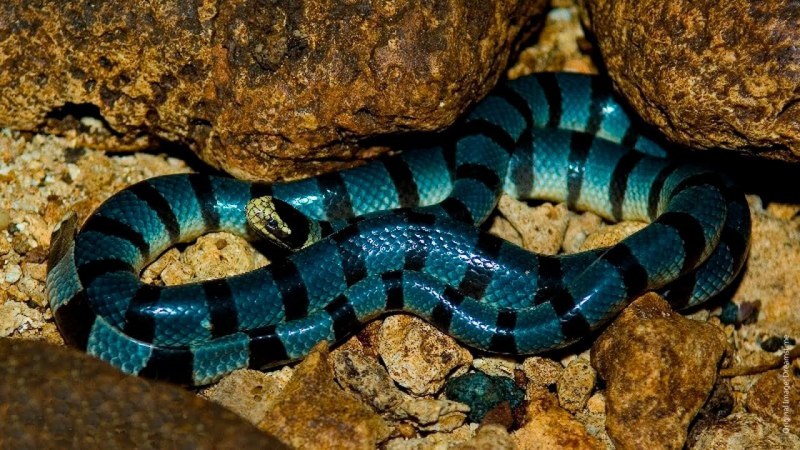 Bungarus caeruleus