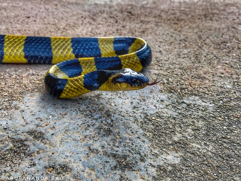 Vlad Krait